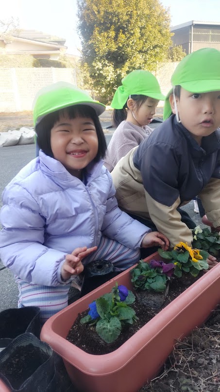 パンジーの植え付け1