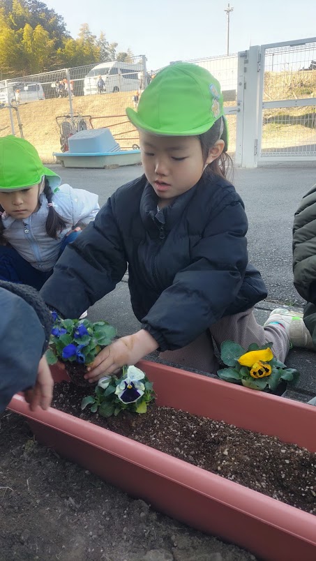 パンジーの植え付け2