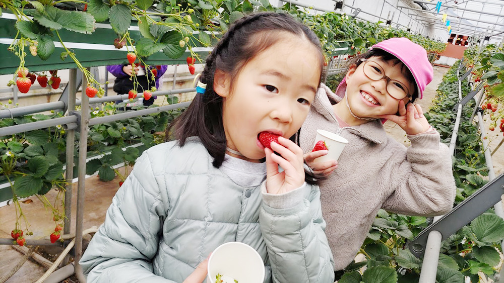 お別れ遠足　いちご狩り1