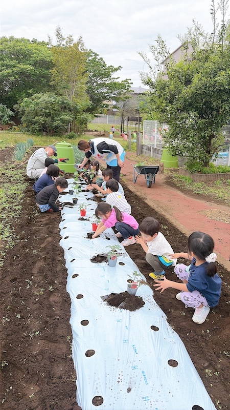 夏野菜の植え付け1